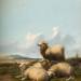 Four Sheep
